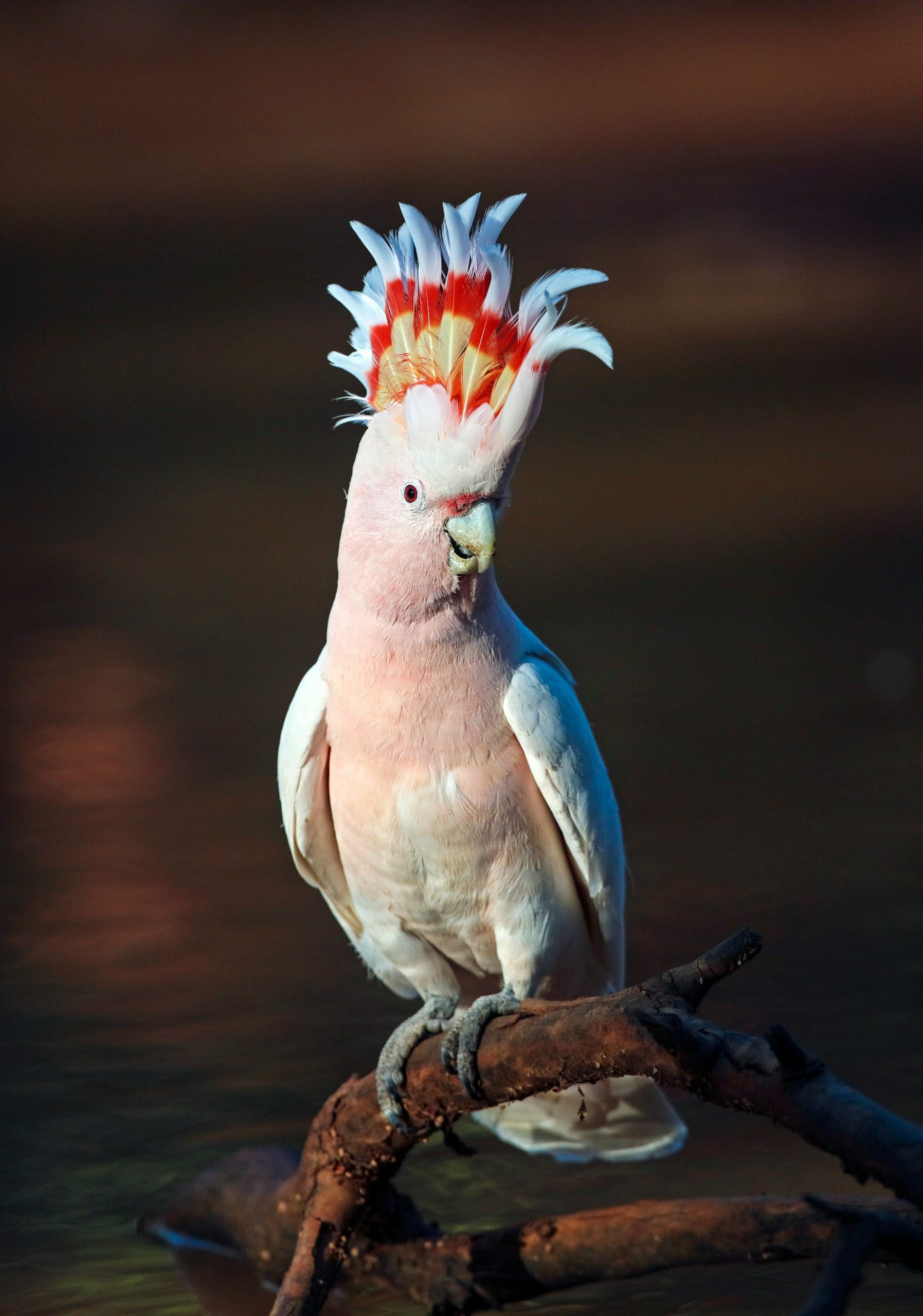 Pink Cockatoo | The Parrot Collection - Billede 6